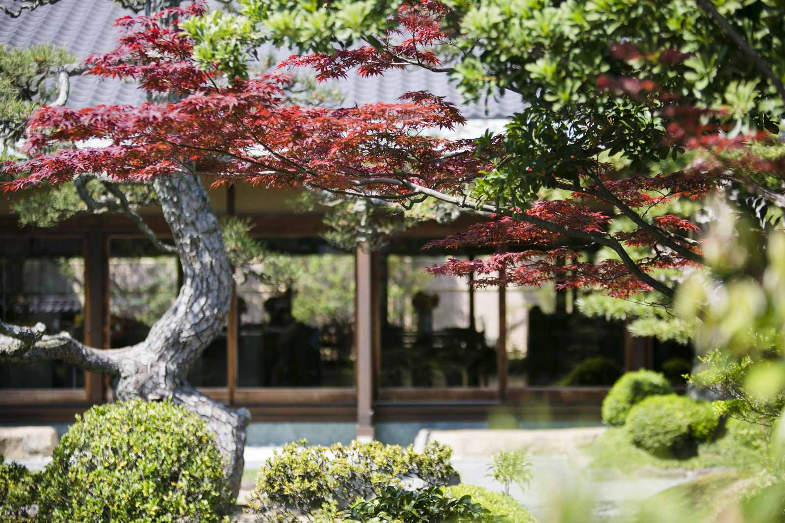 紅葉する日本庭園の木々